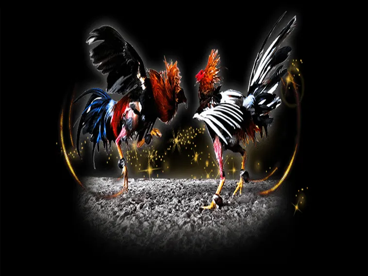 Bí Kíp Chinh Phục Đấu Trường Đá Gà Sabong Tại Vibet88 Cực Dễ Dàng