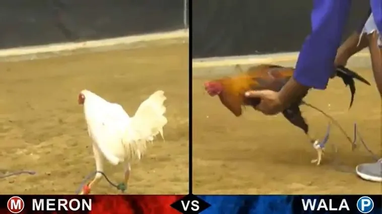 Bí Kíp Chinh Phục Đấu Trường Đá Gà Sabong Tại Vibet88 Cực Dễ Dàng